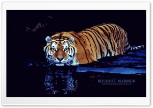 Wildest Manner Ultra HD Wallpaper for 4K UHD Widescreen desktop, tablet & smartphone