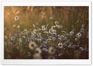 Wildflowers Ultra HD Wallpaper for 4K UHD Widescreen desktop, tablet & smartphone