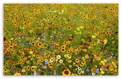 Wildflowers UltraHD Wallpaper for Wide 16:10 5:3 Widescreen WHXGA WQXGA WUXGA WXGA WGA ; 8K UHD TV 16:9 Ultra High Definition 2160p 1440p 1080p 900p 720p ; UHD 16:9 2160p 1440p 1080p 900p 720p ; Standard 4:3 5:4 3:2 Fullscreen UXGA XGA SVGA QSXGA SXGA DVGA HVGA HQVGA ( Apple PowerBook G4 iPhone 4 3G 3GS iPod Touch ) ; Smartphone 5:3 WGA ; Tablet 1:1 ; iPad 1/2/Mini ; Mobile 4:3 5:3 3:2 16:9 5:4 - UXGA XGA SVGA WGA DVGA HVGA HQVGA ( Apple PowerBook G4 iPhone 4 3G 3GS iPod Touch ) 2160p 1440p 1080p 900p 720p QSXGA SXGA ; Dual 16:10 5:3 16:9 4:3 5:4 WHXGA WQXGA WUXGA WXGA WGA 2160p 1440p 1080p 900p 720p UXGA XGA SVGA QSXGA SXGA ;