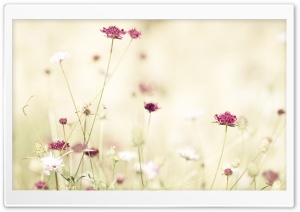Wildflowers 3 Ultra HD Wallpaper for 4K UHD Widescreen desktop, tablet & smartphone