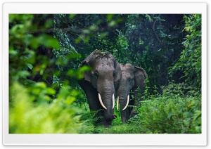 Wildlife Ultra HD Wallpaper for 4K UHD Widescreen desktop, tablet & smartphone