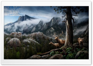 Wildlife Conservation Ultra HD Wallpaper for 4K UHD Widescreen desktop, tablet & smartphone
