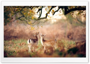 wildlife photography Ultra HD Wallpaper for 4K UHD Widescreen desktop, tablet & smartphone