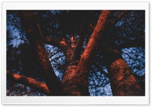 Wilf Forest Tree Ultra HD Wallpaper for 4K UHD Widescreen desktop, tablet & smartphone