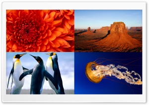 Windows 7 Nature All In One Ultra HD Wallpaper for 4K UHD Widescreen desktop, tablet & smartphone