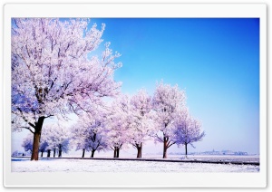 Winter Background Ultra HD Wallpaper for 4K UHD Widescreen desktop, tablet & smartphone