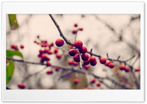 Winter Berries Ultra HD Wallpaper for 4K UHD Widescreen desktop, tablet & smartphone