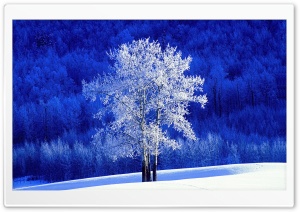 Winter, British Columbia, Canada Ultra HD Wallpaper for 4K UHD Widescreen desktop, tablet & smartphone