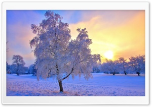 Winter Evening Light Ultra HD Wallpaper for 4K UHD Widescreen desktop, tablet & smartphone
