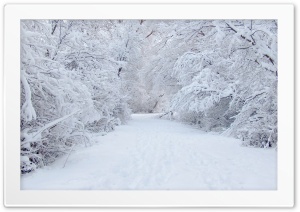 winter forest Ultra HD Wallpaper for 4K UHD Widescreen desktop, tablet & smartphone