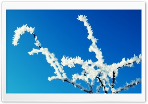 Winter Frosted Tree Ultra HD Wallpaper for 4K UHD Widescreen desktop, tablet & smartphone