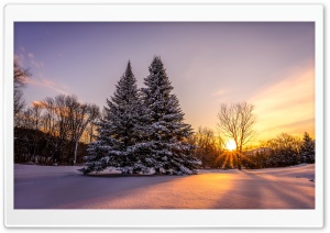 Winter, Landscape, Pine Trees, Orange Sunset Ultra HD Wallpaper for 4K UHD Widescreen desktop, tablet & smartphone
