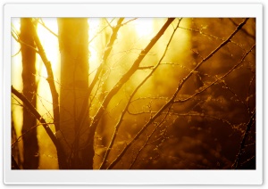 Winter Light Ultra HD Wallpaper for 4K UHD Widescreen desktop, tablet & smartphone