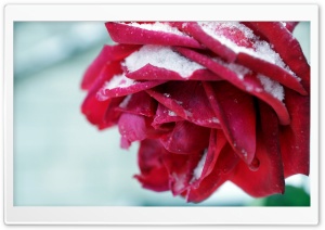 Winter Rose Ultra HD Wallpaper for 4K UHD Widescreen desktop, tablet & smartphone