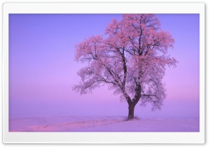 Winter Tree Ultra HD Wallpaper for 4K UHD Widescreen desktop, tablet & smartphone