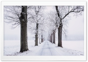 Winter Trees Along Road Ultra HD Wallpaper for 4K UHD Widescreen desktop, tablet & smartphone