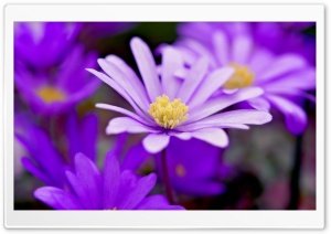Winter Windflower Ultra HD Wallpaper for 4K UHD Widescreen desktop, tablet & smartphone