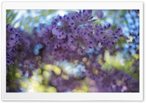 Wisteria Flowers Ultra HD Wallpaper for 4K UHD Widescreen desktop, tablet & smartphone