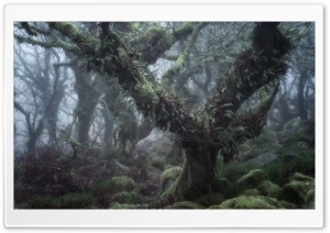 Wistman s Wood, Dartmoor England Enchanted Forest Ultra HD Wallpaper for 4K UHD Widescreen desktop, tablet & smartphone