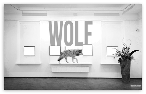 Wolf UltraHD Wallpaper for Wide 16:10 Widescreen WHXGA WQXGA WUXGA WXGA ;