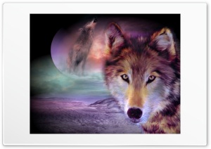 wolf Ultra HD Wallpaper for 4K UHD Widescreen desktop, tablet & smartphone