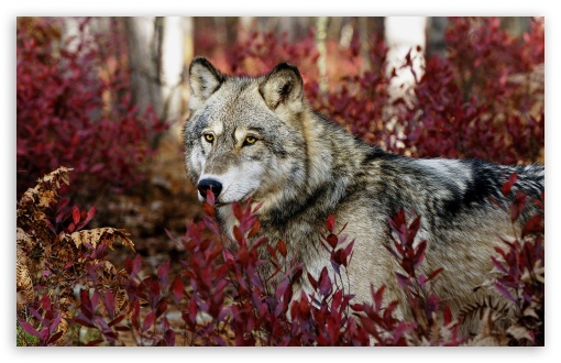 wolf_autumn-t2.jpg