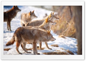 wolfs Ultra HD Wallpaper for 4K UHD Widescreen desktop, tablet & smartphone