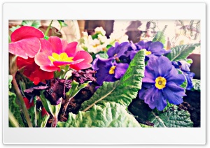 Wonderful Colorful Flowers Ultra HD Wallpaper for 4K UHD Widescreen desktop, tablet & smartphone
