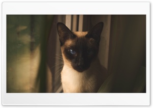 Wonderfull cat. Ultra HD Wallpaper for 4K UHD Widescreen desktop, tablet & smartphone