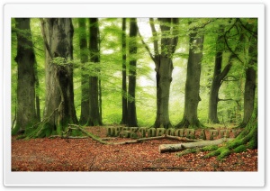 Wood Land Ultra HD Wallpaper for 4K UHD Widescreen desktop, tablet & smartphone