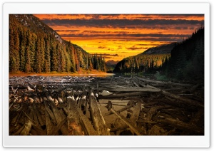 Wooden Logs Ultra HD Wallpaper for 4K UHD Widescreen desktop, tablet & smartphone