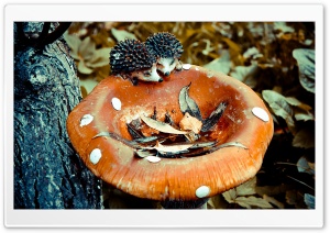 Wooden Mushroom Ultra HD Wallpaper for 4K UHD Widescreen desktop, tablet & smartphone