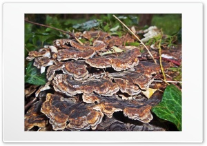 wooden mushrooms Ultra HD Wallpaper for 4K UHD Widescreen desktop, tablet & smartphone