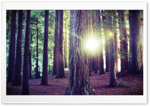 Woods, Forest, Nature Ultra HD Wallpaper for 4K UHD Widescreen desktop, tablet & smartphone