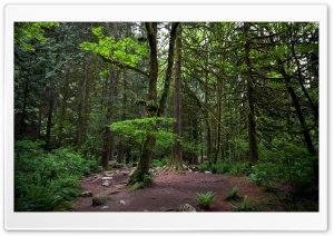 Woods In Vancouver Ultra HD Wallpaper for 4K UHD Widescreen desktop, tablet & smartphone
