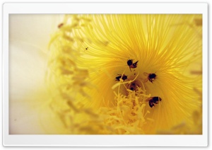Working Bees Ultra HD Wallpaper for 4K UHD Widescreen desktop, tablet & smartphone