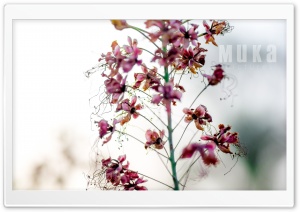 Wounderful Flowers Ultra HD Wallpaper for 4K UHD Widescreen desktop, tablet & smartphone
