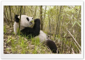 Xiang Xiang Wolong Nature Reserve China Ultra HD Wallpaper for 4K UHD Widescreen desktop, tablet & smartphone