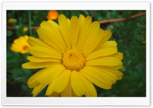 Yell Ow Ultra HD Wallpaper for 4K UHD Widescreen desktop, tablet & smartphone