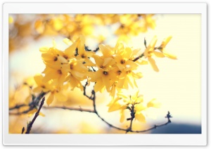 Yellow Ultra HD Wallpaper for 4K UHD Widescreen desktop, tablet & smartphone