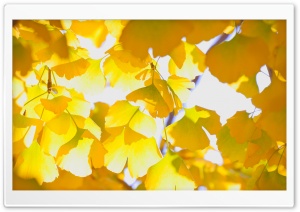 Yellow Autumn Leaves Ultra HD Wallpaper for 4K UHD Widescreen desktop, tablet & smartphone