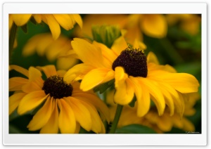 Yellow Beautiful Flowers Ultra HD Wallpaper for 4K UHD Widescreen desktop, tablet & smartphone