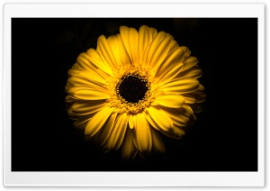 Yellow Black Ultra HD Wallpaper for 4K UHD Widescreen desktop, tablet & smartphone