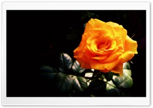 Yellow Blossom Ultra HD Wallpaper for 4K UHD Widescreen desktop, tablet & smartphone