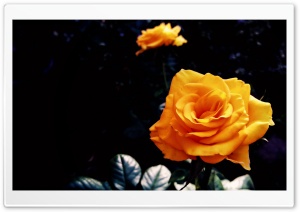 Yellow Blossom II Ultra HD Wallpaper for 4K UHD Widescreen desktop, tablet & smartphone