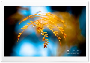 Yellow Branch Ultra HD Wallpaper for 4K UHD Widescreen desktop, tablet & smartphone