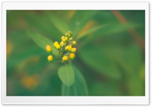 Yellow Buds Ultra HD Wallpaper for 4K UHD Widescreen desktop, tablet & smartphone