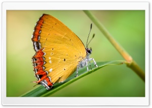 Yellow Butterfly Ultra HD Wallpaper for 4K UHD Widescreen desktop, tablet & smartphone