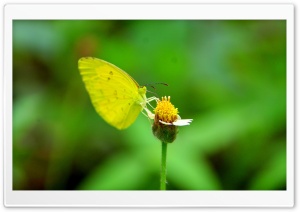 Yellow Butterfly Photography Ultra HD Wallpaper for 4K UHD Widescreen desktop, tablet & smartphone