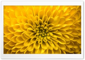 Yellow Chrysanthemums Flower, Macro Ultra HD Wallpaper for 4K UHD Widescreen desktop, tablet & smartphone